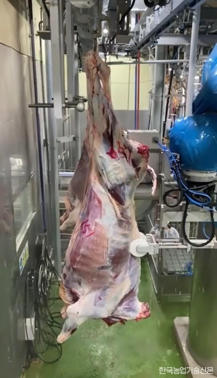 로보스가 개발한 이분도체로봇이 한우를 반으로 자르고 있다.(자료 제공=농협음성축산물공판장, 로보스)