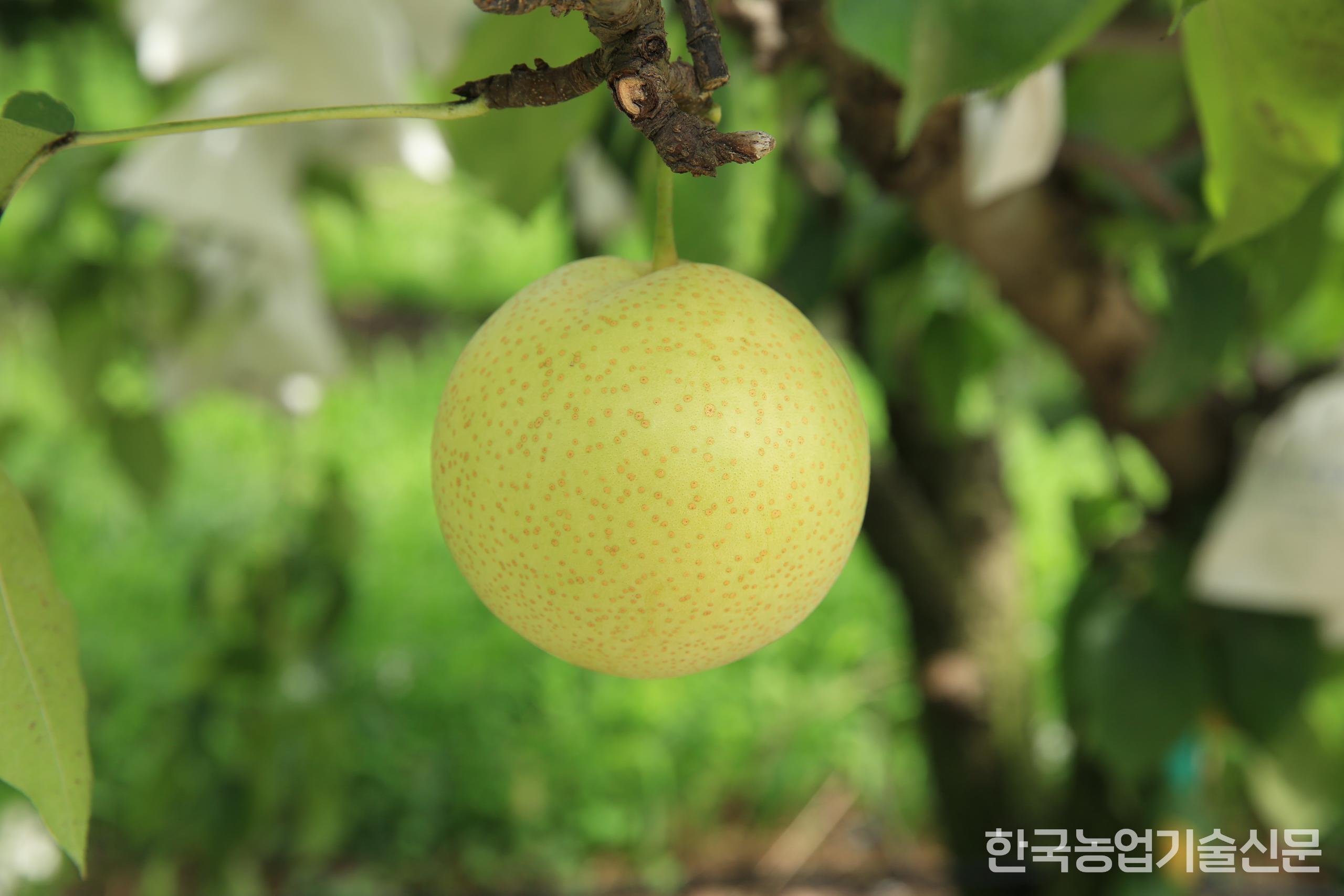 농촌진흥청이 선보인 녹색 배 품종, '설원' (사진 제공=농촌진흥청)