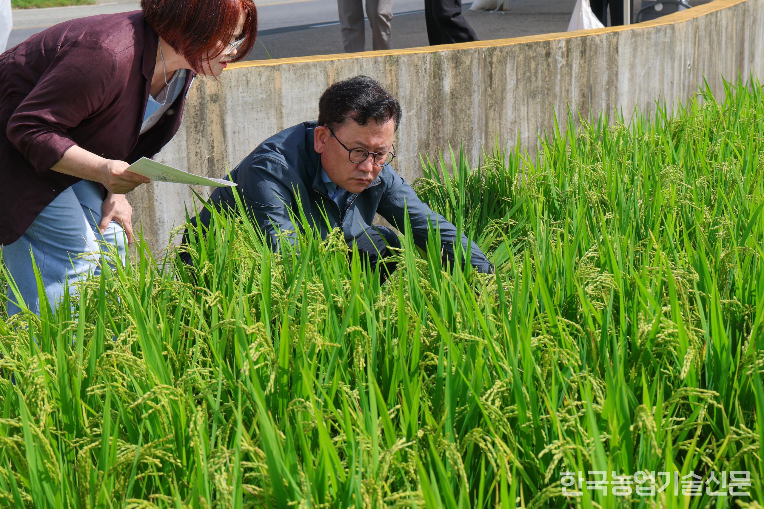 El comisionado Lee Seung-don inspeccionó el 27 de agosto la situación de vigilancia y control de plagas y enfermedades en una zona de cultivo de arroz en Sangni-myeon, condado de Goseong, provincia de Gyeongnam. (Foto cortesía de la Administración de Desarrollo Rural)