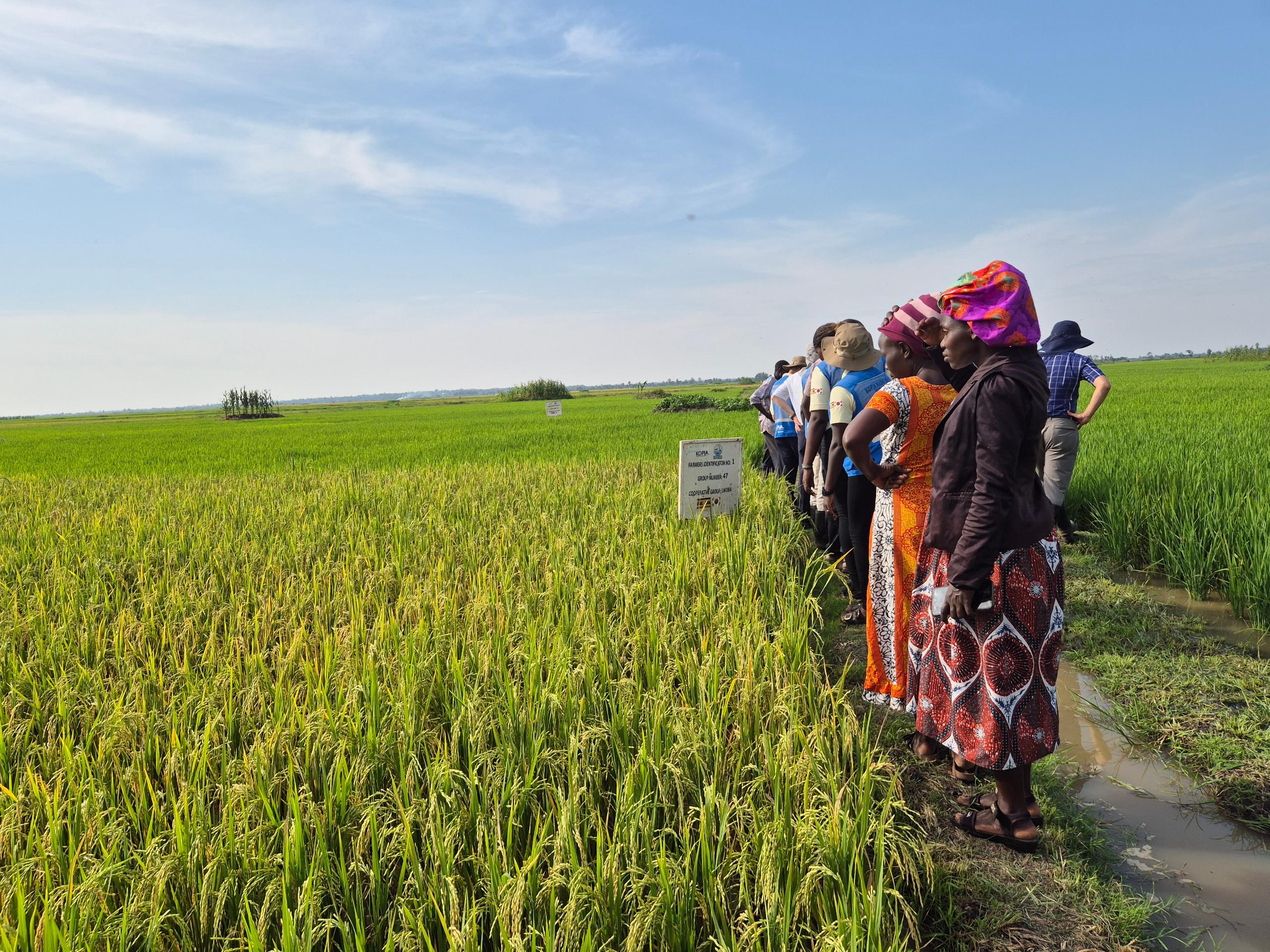 Hoạt động đào tạo nông dân Uganda đang được tiến hành trong khuôn khổ dự án K-Rice Belt châu Phi. (Ảnh = Cục Phát triển Nông thôn cung cấp)