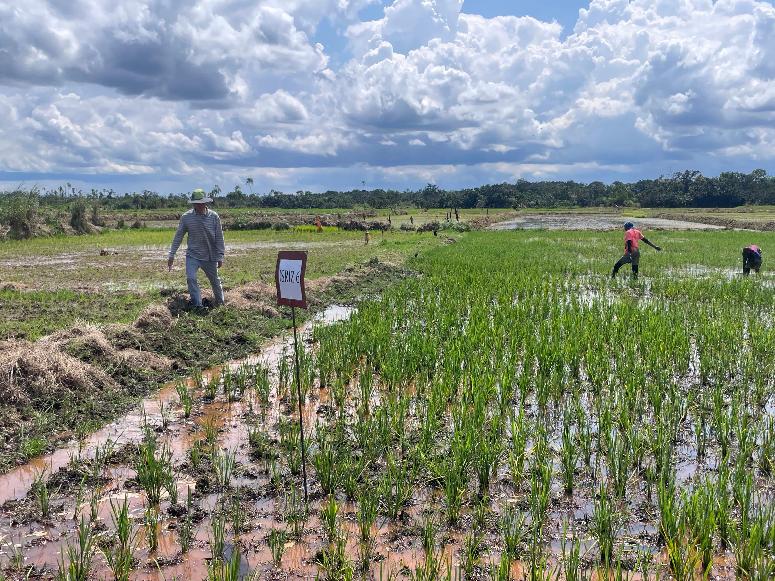 Trong khuôn khổ dự án Vành đai K-Rice châu Phi, công tác quản lý sinh trưởng giai đoạn đầu đang được tiến hành tại Cameroon. (Ảnh = Cục Phát triển Nông thôn cung cấp)